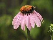 26th Jul 2022 - Echinacea (Cone Flower)
