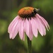Echinacea (Cone Flower) by susiemc