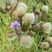 Common Field Thistles by jenbo
