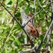 Swamp Sparrow by sunnygreenwood
