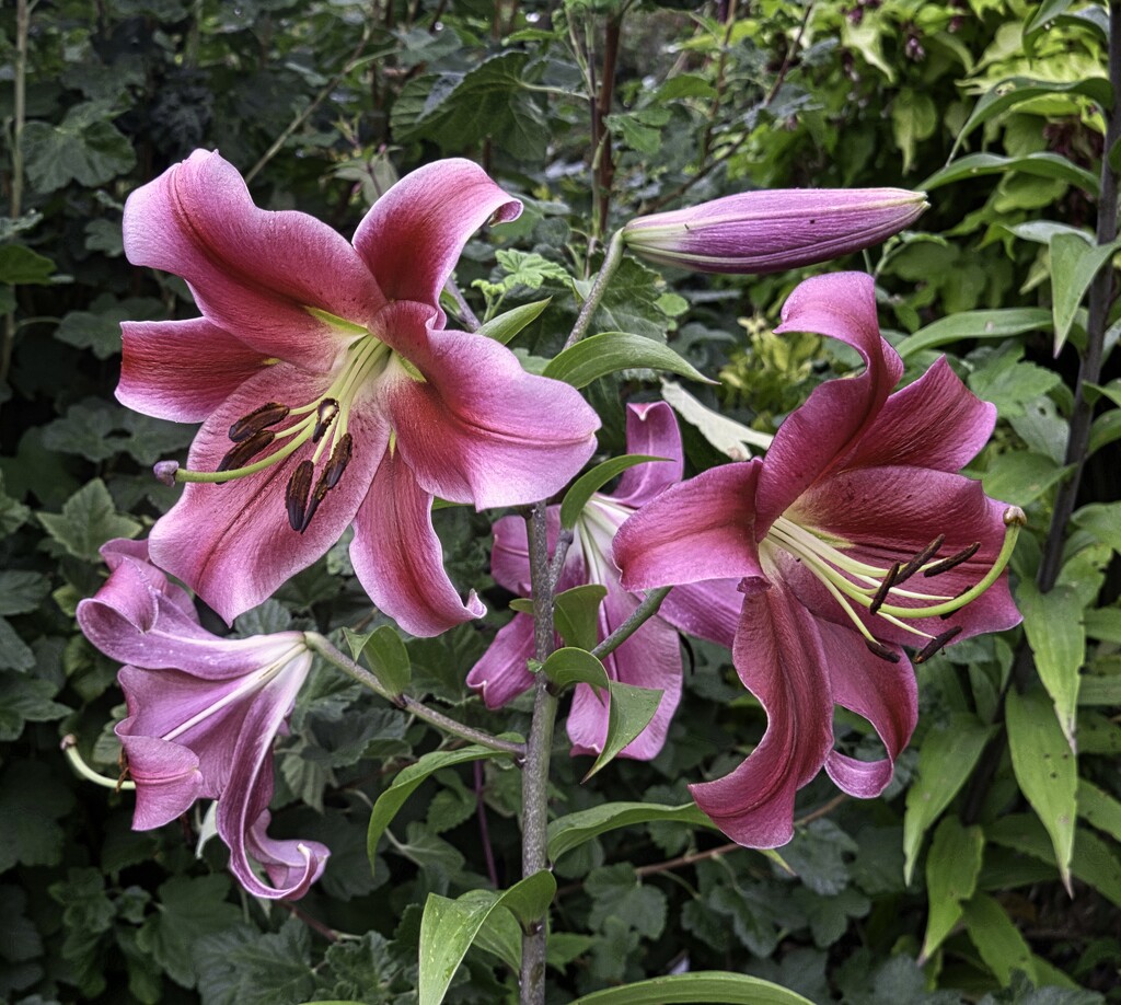 Lilies  In The Garden by tonygig