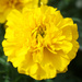 Yellow marigold by larrysphotos