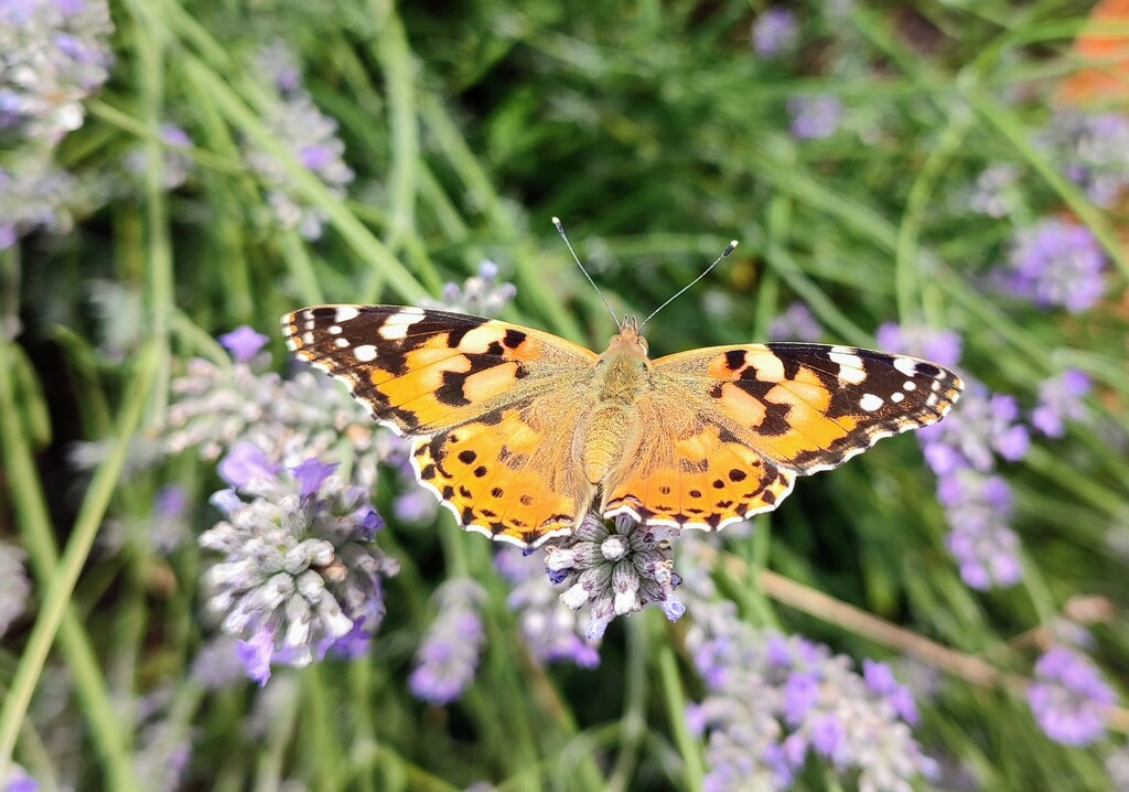 Painted lady  by boxplayer