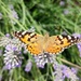 Painted lady  by boxplayer