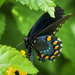 Pipevine Swallowtail by kvphoto