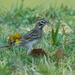 208-365 Lark Sparrow by slaabs
