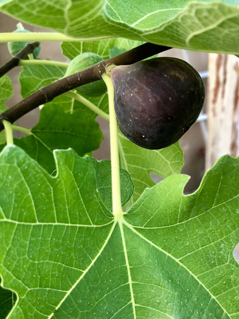 Fig by loweygrace