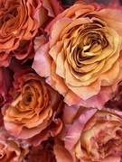 25th Jul 2022 - Lovely roses