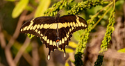 28th Jul 2022 - Giant Swallowtail Butterfly!