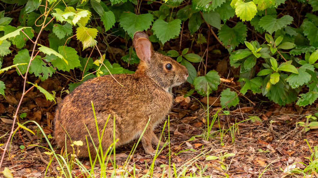 Bunny Rabbit Waiting to Leap Into the Bushes! by rickster549