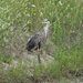 heron along the shoreline by amyk