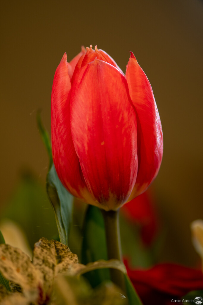 Red Tulip by yorkshirekiwi