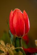 29th Jul 2022 - Red Tulip