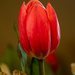 Red Tulip by yorkshirekiwi