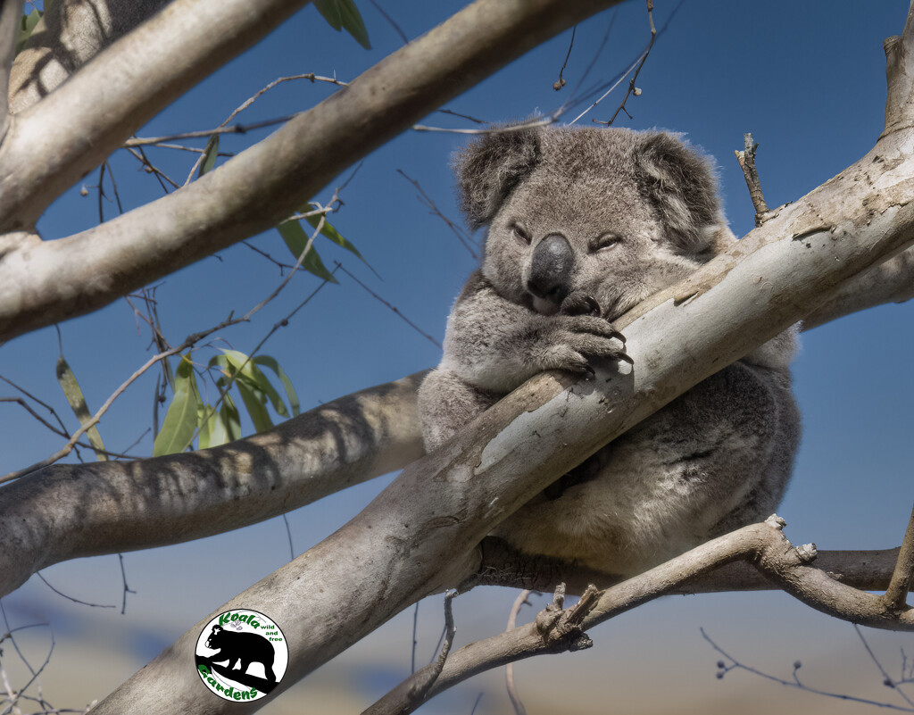 sleepy time Arthur by koalagardens