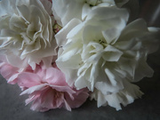 29th Jul 2022 - Macro Spray Carnations