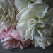 Macro Spray Carnations by mumswaby