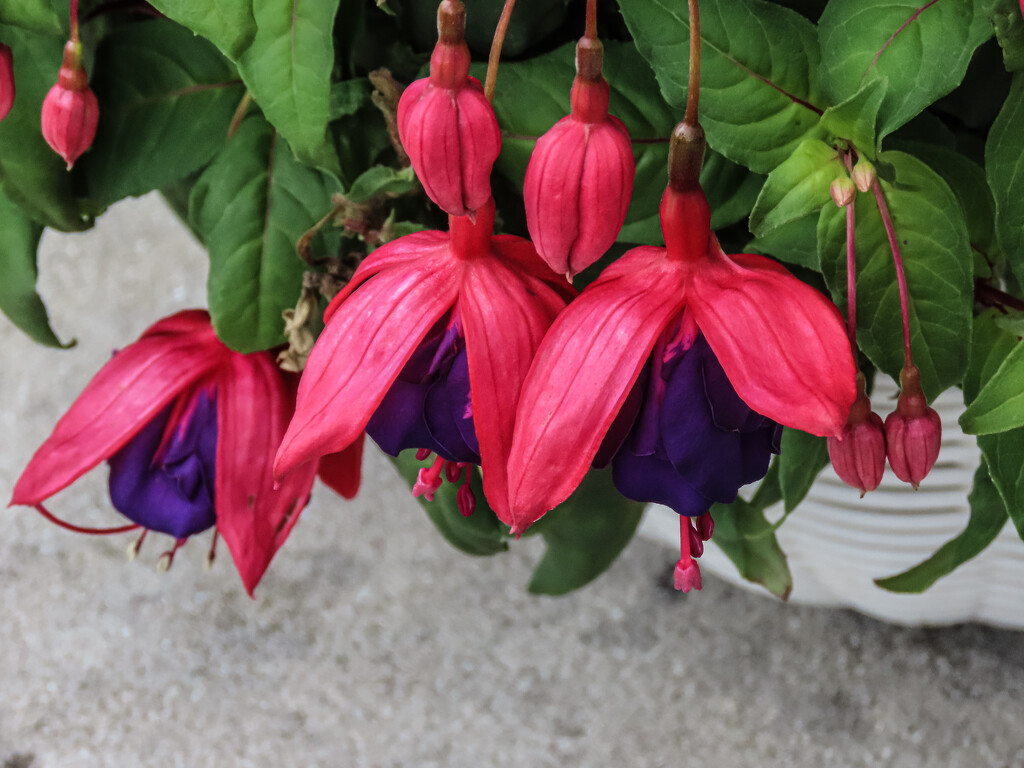 Just Fuchsias by mumswaby