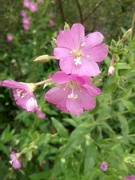 29th Jul 2022 - Willow herb