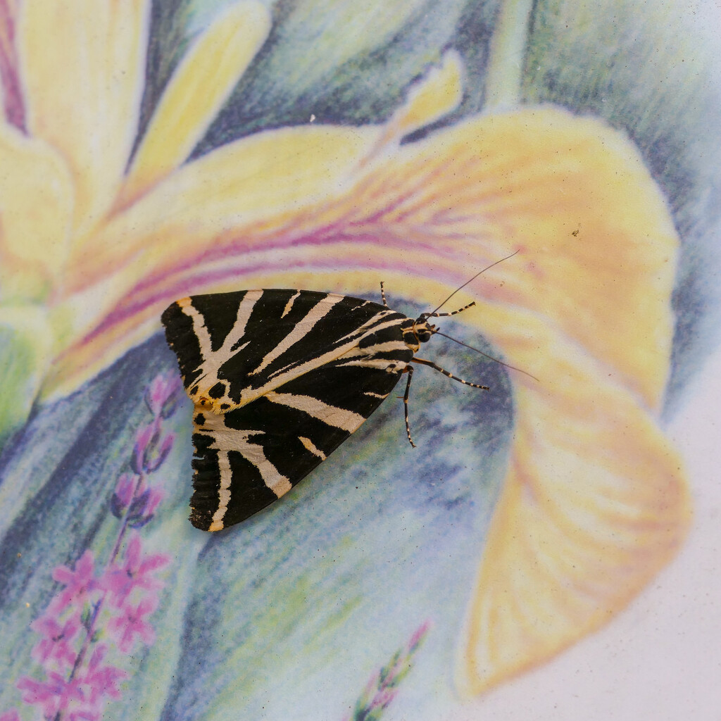 jersey tiger moth by cam365pix
