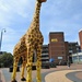 Giraffe by oldjosh