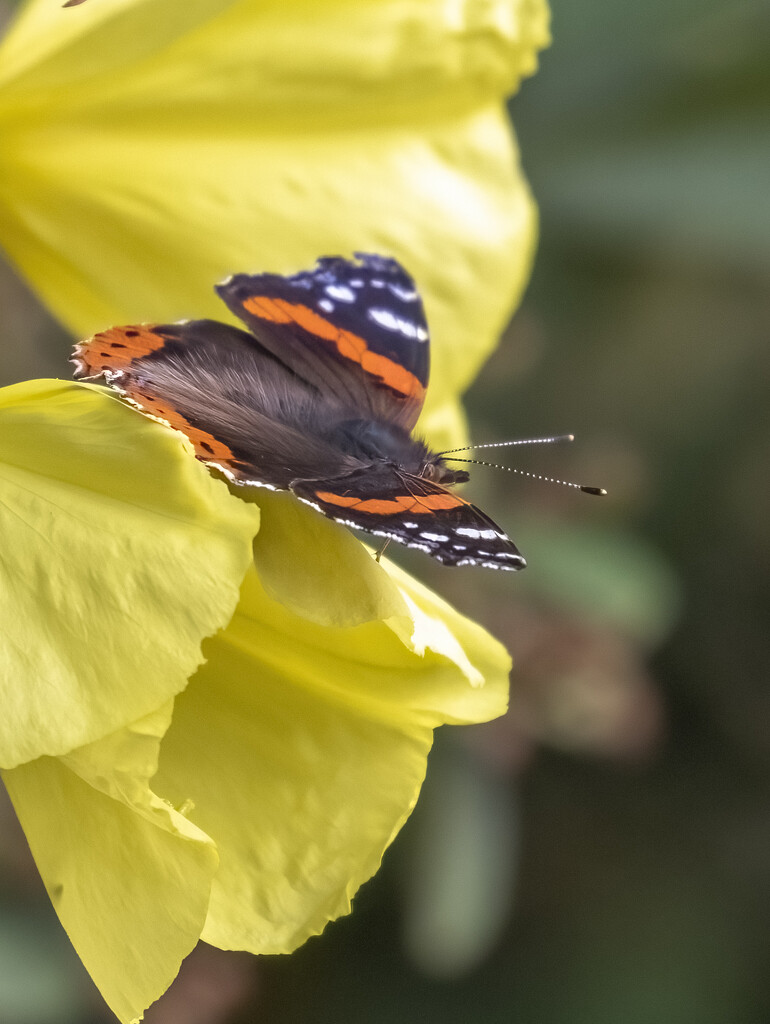 Butterfly on Evening Primrose by shepherdmanswife