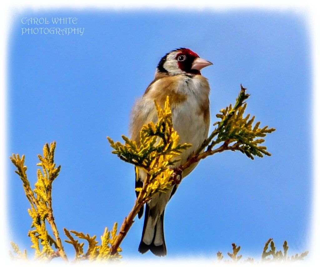 Goldfinch by carolmw
