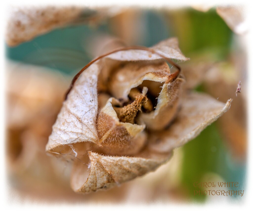 Foxglove Seed Head by carolmw