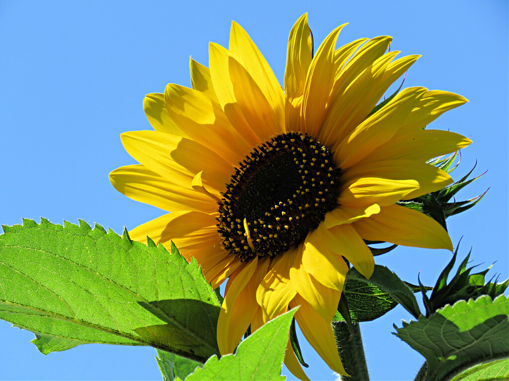 Sunny Sunflower by seattlite