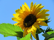 29th Jul 2022 - Sunny Sunflower