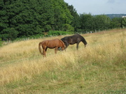 29th Jul 2022 - Horses