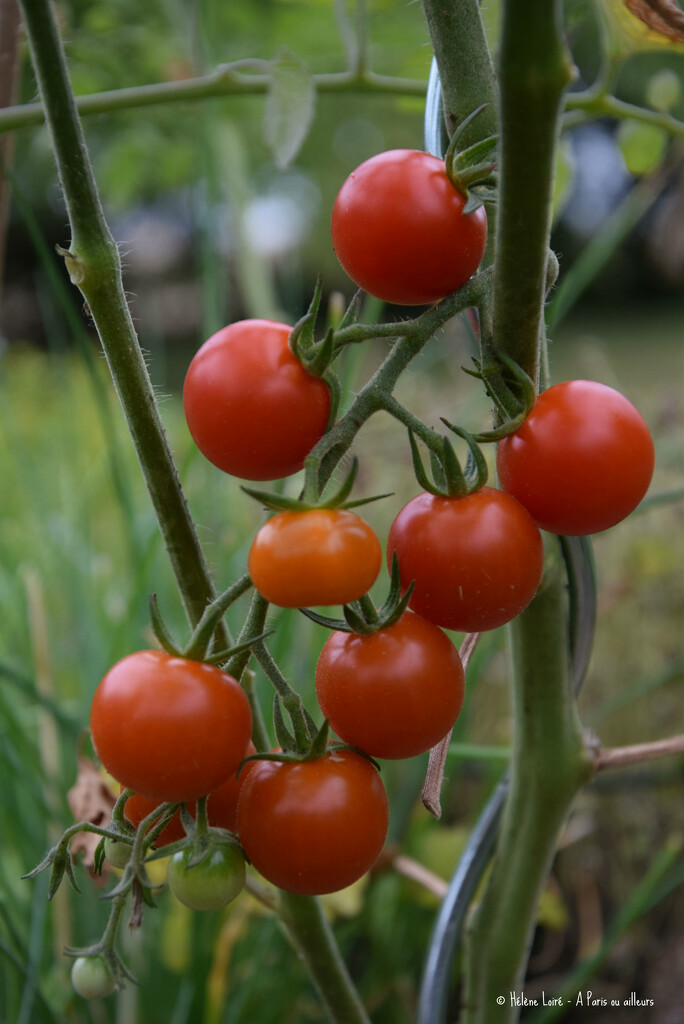 More tomatoes by parisouailleurs