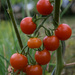 More tomatoes by parisouailleurs