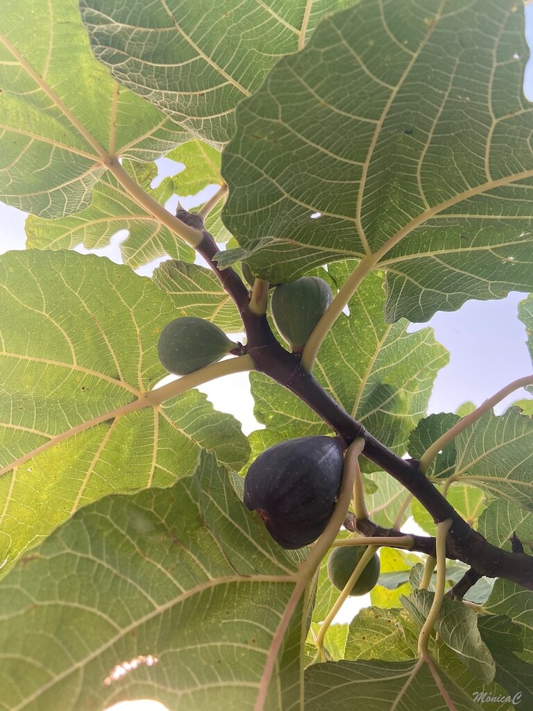Figs by monicac