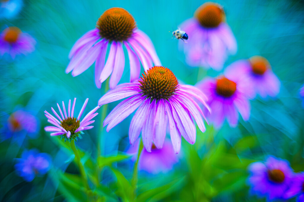 Coneflowers and Bee by tosee