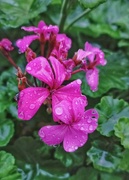 29th Jul 2022 - Wet Geranium flowers 