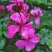 Wet Geranium flowers  by salza