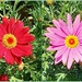 Two Pretty Flowers ~ by happysnaps