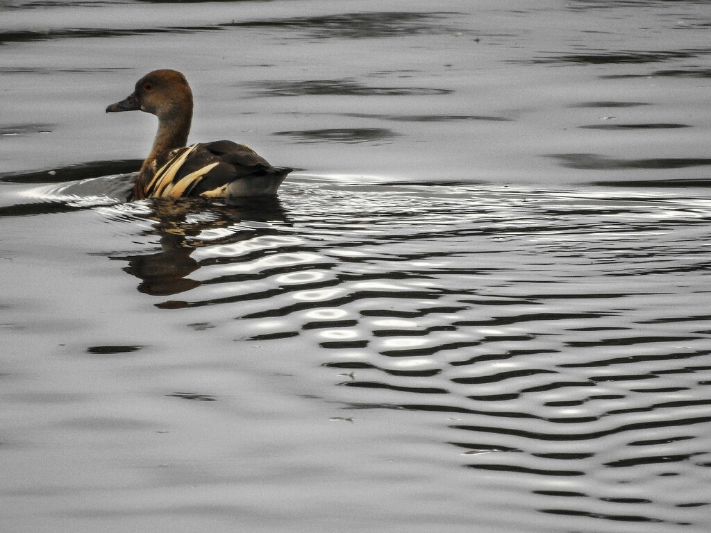 Duck wake by jeneurell