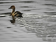 21st Jul 2022 - Duck wake