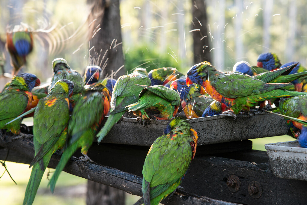 There is alway heaps of action with the lorikeets by jeneurell