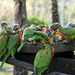 There is alway heaps of action with the lorikeets by jeneurell
