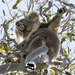 feeding on high by koalagardens