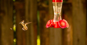 29th Jul 2022 - The Hummingbird was Distracted by the Bee!