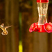 The Hummingbird was Distracted by the Bee!