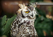 30th Jul 2022 -  Spotted Eagle Owl