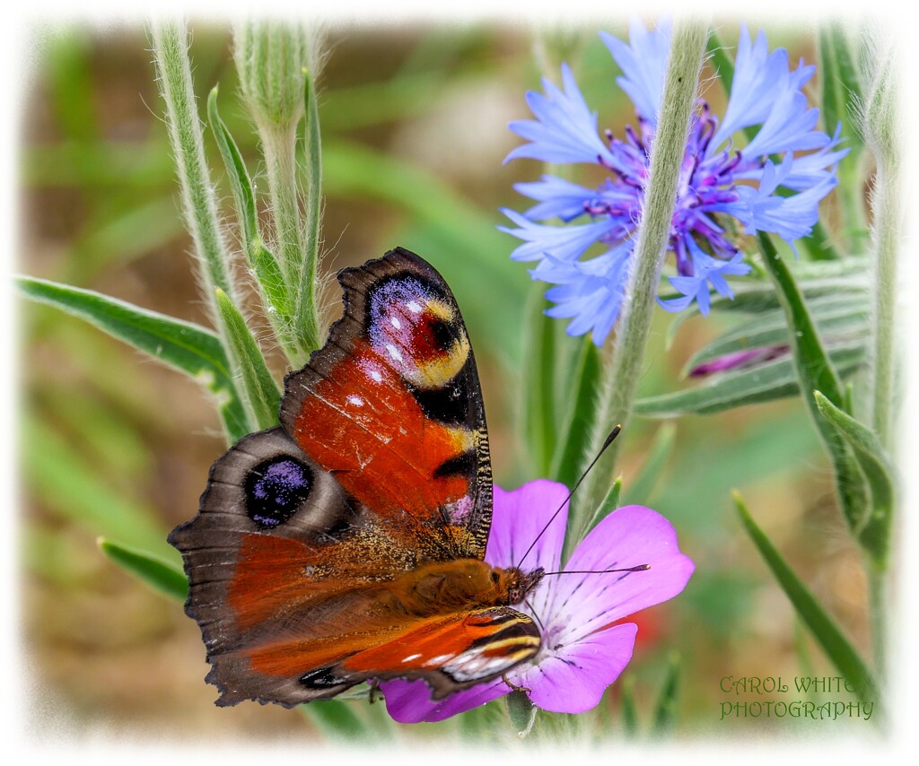 Peacock Butterfly And Wildflowers by carolmw
