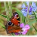 Peacock Butterfly And Wildflowers by carolmw