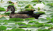 30th Jul 2022 - Young Male Wood Duck