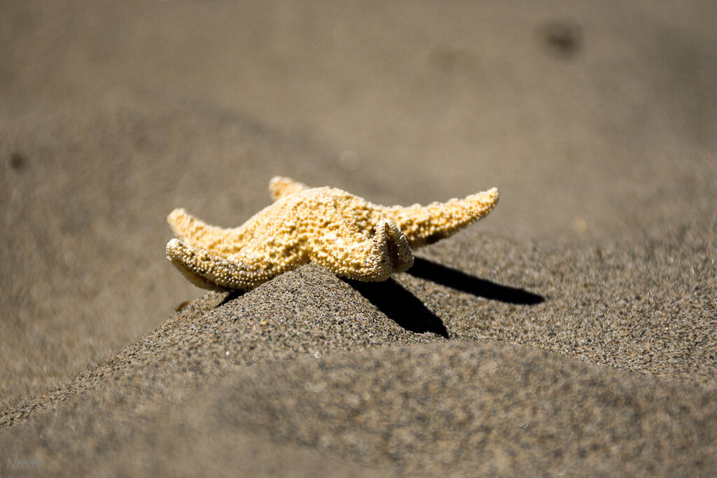 Starfish on the sand by novab